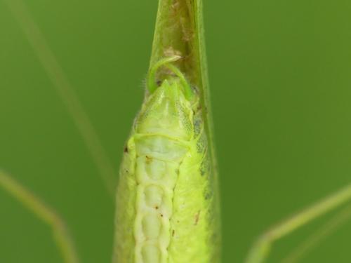 Phaneroptera nana